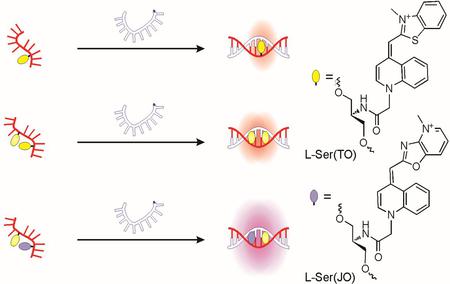 徠卡顯微鏡適合RNA探針