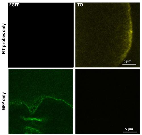 徠卡顯微鏡適合RNA探針