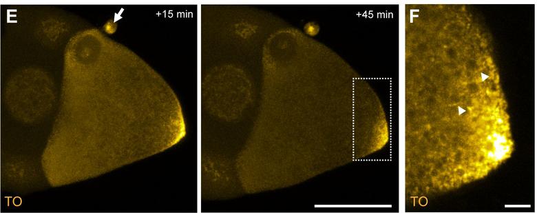 徠卡顯微鏡適合RNA探針