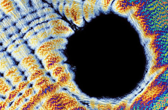 顯微鏡下的食物 帶來藝術性的沖擊感