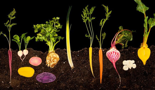 顯微鏡下的食物 帶來藝術性的沖擊感