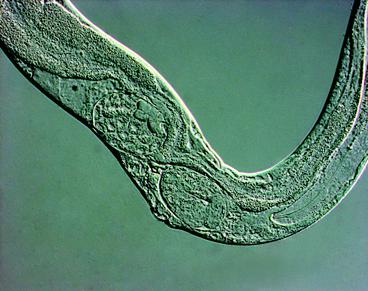 徠卡顯微鏡什么是綜合調節對比（IMC）？