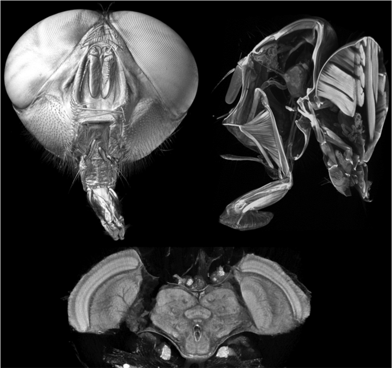 徠卡顯微鏡干燥生物樣品準備的顯微分析