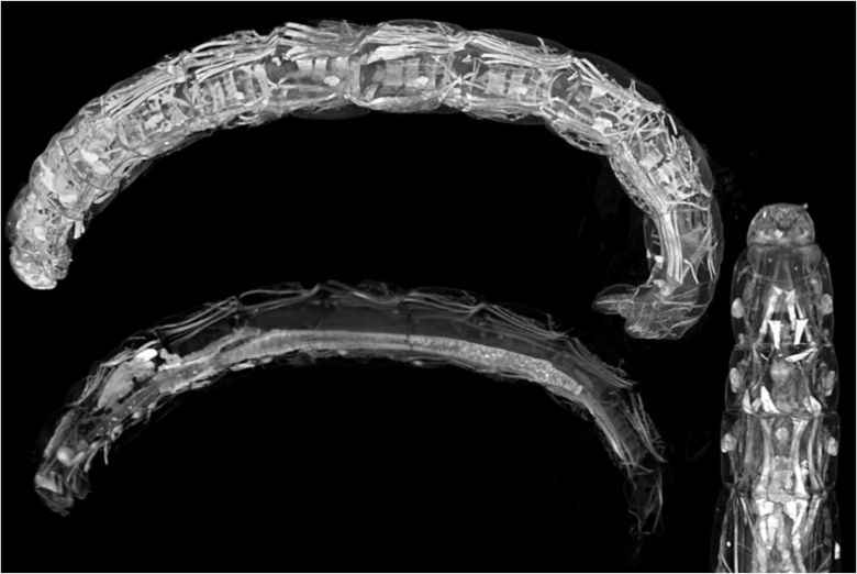 徠卡顯微鏡干燥生物樣品準備的顯微分析