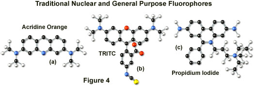 奧林巴斯顯微鏡共聚焦的熒光團