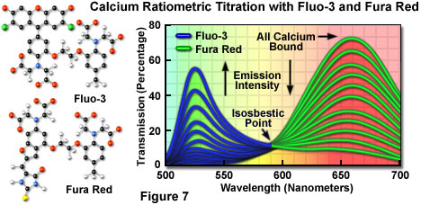 奧林巴斯顯微鏡共聚焦的熒光團