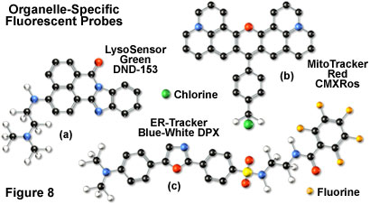 奧林巴斯顯微鏡共聚焦的熒光團