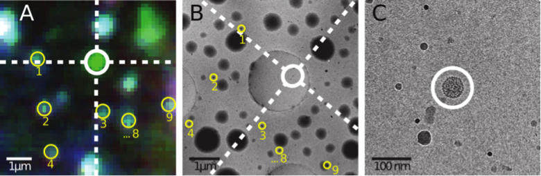 徠卡顯微鏡低溫熒光顯微鏡與低溫電子顯微鏡組合