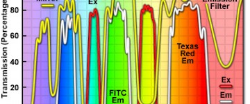 尼康顯微鏡雙頻激發塊FITC-Texas Red的應用介紹