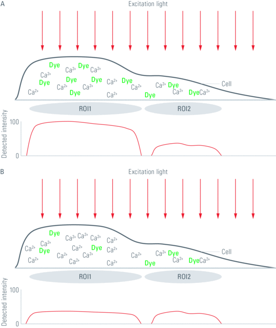 徠卡顯微鏡通過測量熒光基團分析的離子濃度變化