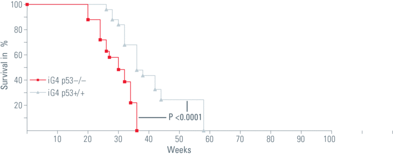 徠卡顯微鏡干細胞的衰老過程
