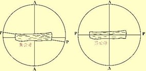 偏光顯微鏡的調節與校正