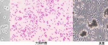 生物顯微鏡在環境監測中的應用領域