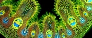 臺灣博物館顯微圖像特展