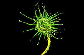 生物顯微鏡下的美麗新世界