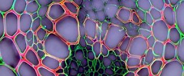 生物顯微鏡下的美麗新世界