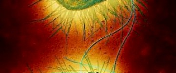 顯微鏡下看細菌