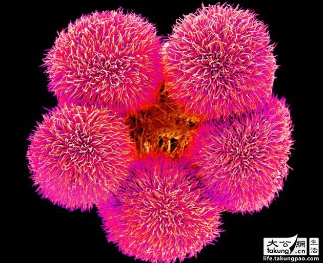 顯微鏡世界中的唯美鮮花如此美麗