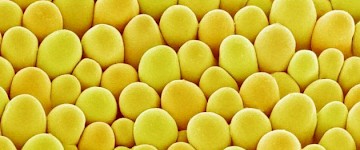 顯微鏡頭下的唯美鮮花